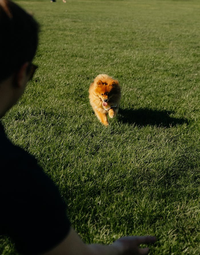 Pomeranian Dog Outside in the Sun